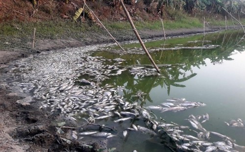 বড়াইগ্রামে পুকুরে বিষ দিয়ে ১০ লাখ টাকার মাছ নিধন 