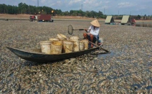তাপদাহে মরে ভেসে উঠেছে জলাধারের মাছ 