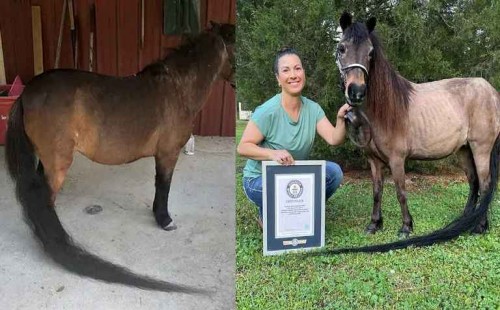 ঘোড়ার উচ্চতা তিন ফুট, লেজ তার ছয় ফুট! 