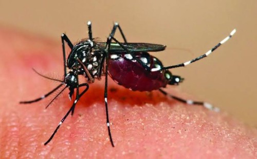 ভয়াবহ রূপ নিয়ে চোখ রাঙাচ্ছে ডেঙ্গু 