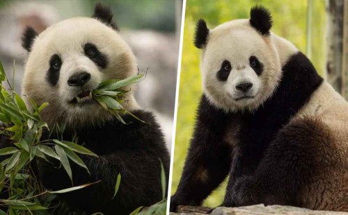 চীন থেকে ওয়াশিংটনে যাচ্ছে জোড়া পান্ডা 