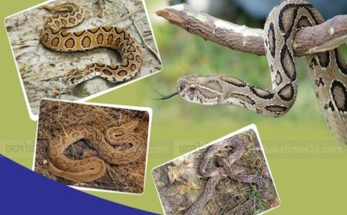 এক সপ্তাহে ৮টি রাসেল ভাইপার উদ্ধার 