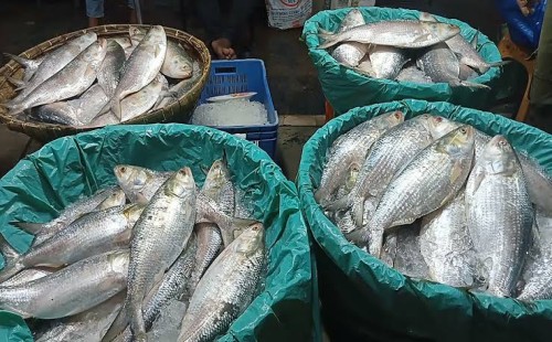 ভরা বর্ষায়ও মিলছে না ইলিশ, জাটকার কেজি ৮৫০ 