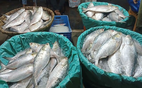 চাঁদপুরে ইলিশ বিক্রির ৪১ প্রতিষ্ঠান তালিকাভুক্ত 