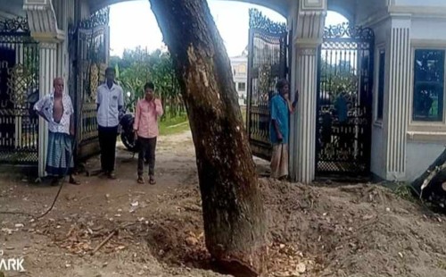 বিএনপি নেতার বিরুদ্ধে সরকারি গাছ কাটার অভিযোগ 