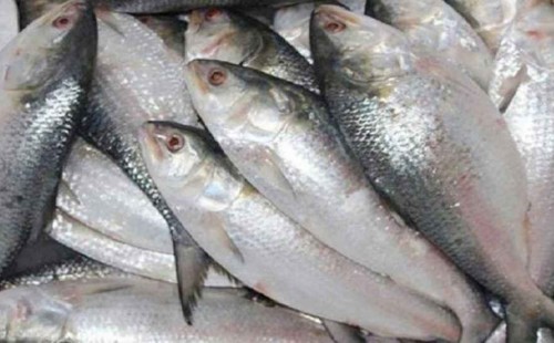 ‘ইলিশ কূটনীতি’তে ধাক্কা! 