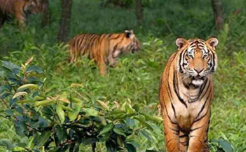 সুন্দরবনে বাঘ বেড়েছে ১১টি 