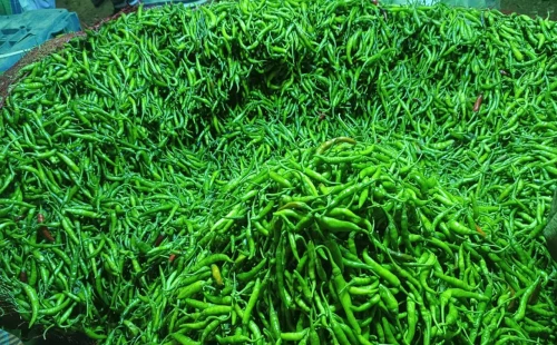 কাঁচামরিচে একদিনেই দাম কমেছে ১৬০ টাকা 
