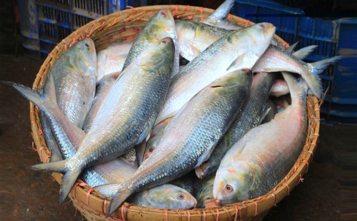 ইলিশ শিকারে নিষেধাজ্ঞা উঠলো 