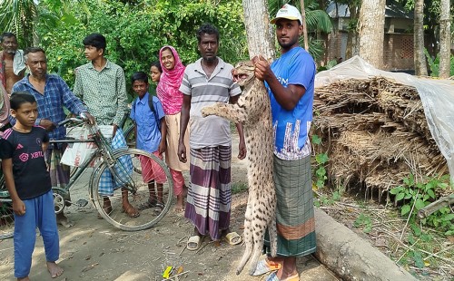 মেছো বাঘ পিটিয়ে হত্যা 