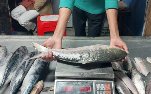 কুয়াকাটায় ৬ হাজার টাকায় বিক্রি হলো এক ইলিশ 