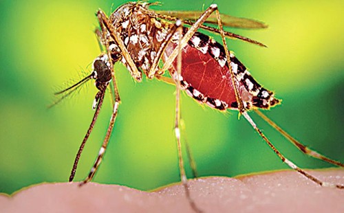 ডেঙ্গুতে আরো ৭ জনের মৃত্যু 