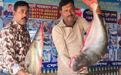 পাঙাশ ও আইড় বিক্রি হলো ৫৩ হাজার টাকায় 