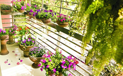 বারান্দা সাজান ফুলের গাছে 