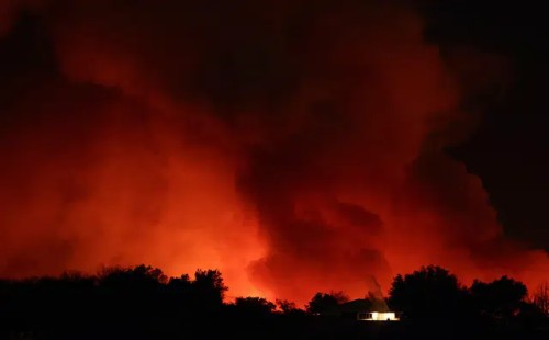 লস অ্যাঞ্জেলেসের দাবানল এবং ঘরহারা পোষ্যরা 