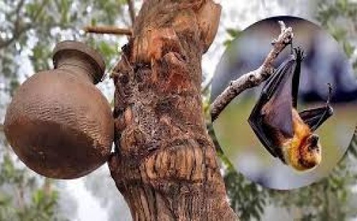 নিপাহ ভাইরাস এড়াতে করণীয় 