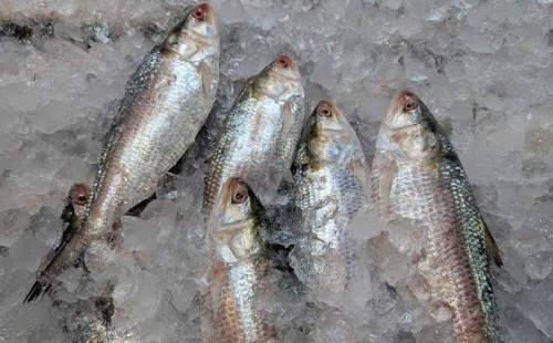 মুন্সীগঞ্জে চড়া ইলিশের দাম 