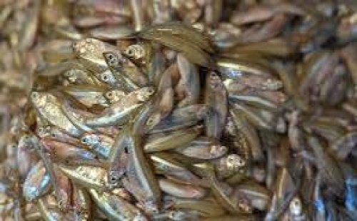 বাচ্চাদের যে কারণে ছোট মাছ খাওয়ানো উচিত 