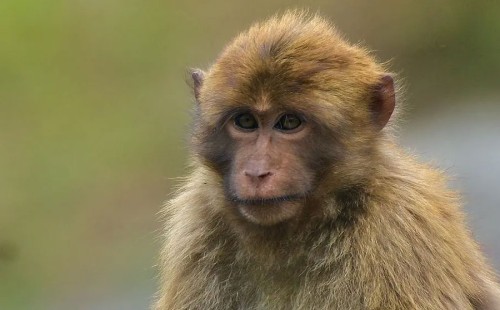 বাঁদরের ধাক্কায় ছাদ থেকে পড়ে কিশোরীর মৃত্যু 