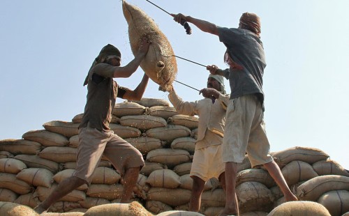 ৬ মাসে রপ্তানির হবে ২৫ হাজার টন চাল 