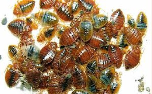 ঘর থেকে ছারপোকা দূর করার উপায় 