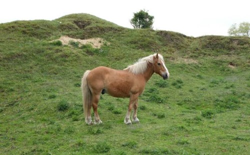 ঘোড়ার মাংস খাওয়া হালাল নাকি হারাম? 