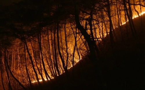 দ. কোরিয়ার ইতিহাসে সবচেয়ে বড় দাবানল 