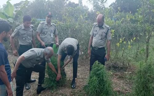 বাড়িতে গাঁজার গাছ লাগালেন বিএনপি নেতা, ছেলেকে বললেন ‘ফুলগাছ’