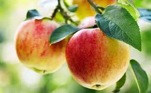 ‘প্রতিদিন একটি আপেল ডাক্তারকে দূরে রাখে’ 