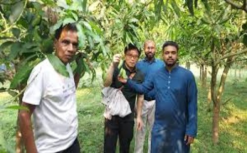 চাঁপাইনবাবগঞ্জের আম রপ্তানি হচ্ছে চীনে, খুশি চাষিরা 