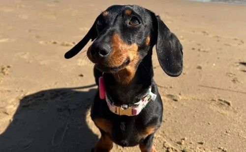 ৫২৯ দিন পর উদ্ধার ‘ভ্যালেরি’ 