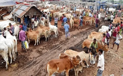 আফতাবনগরে কোরবানির হাট বসানো স্থগিত, হাইকোর্টের নির্দেশ 