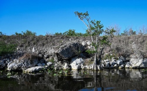 যুক্তরাষ্ট্রের এভারগ্লেডসে খরা 