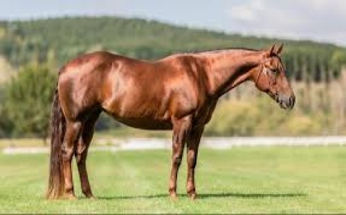 ঘোড়া দিয়ে কোরবানি: ইসলামী শরিয়তে বৈধতা ও বিধান 