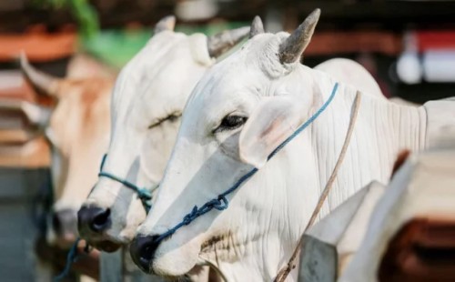 কোরবানির পশু নির্বাচনে গুরুত্বপূর্ণ তথ্য যা প্রত্যেককে জানতে হবে 