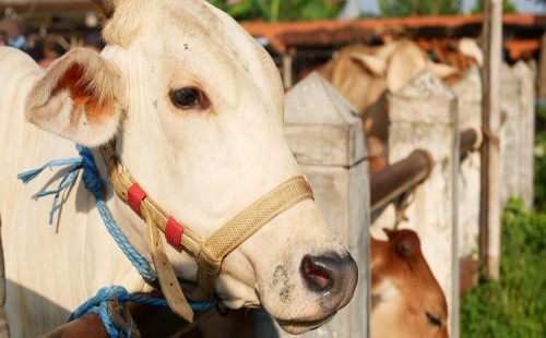 কোরবানি ও আকিকা একই গরুতে দেওয়া যাবে কি না? 