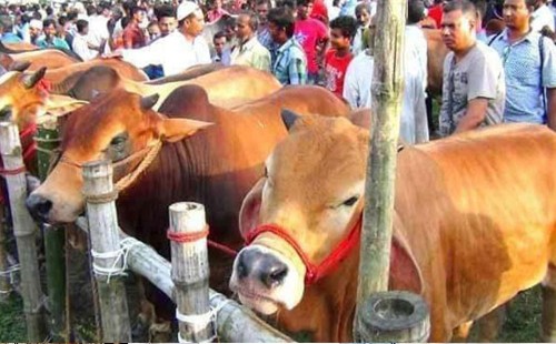 কৃত্রিমভাবে মোটা করা গরু চিনে নেওয়ার সহজ উপায় 