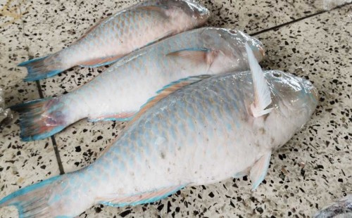 বঙ্গোপসাগরে মিললো বিরল প্রজাতির টিয়া মাছ 