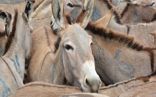 ২০২৪ এ প্রায় ৬০ লাখ গাধা হত্যা 