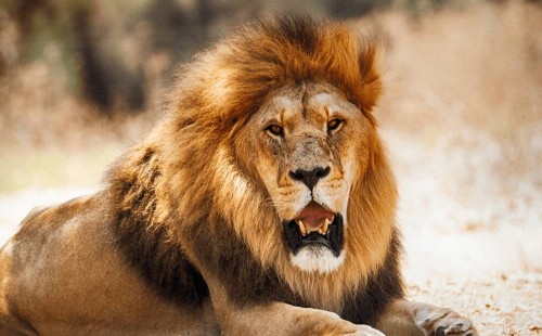 লাহোরের রাস্তায় সিংহের হামলা 