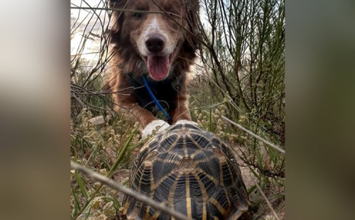 কচ্ছপ খুঁজে দিচ্ছে কুকুর 