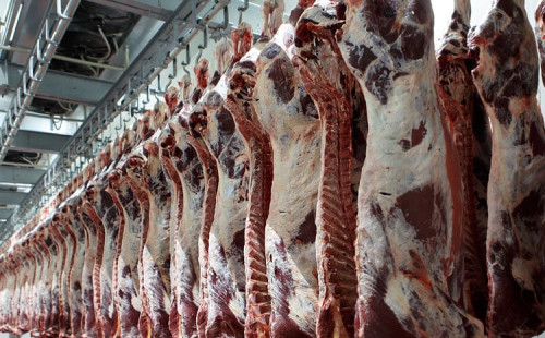 চীনে গরুর মাংস আমদানি নিয়ে তদন্ত 