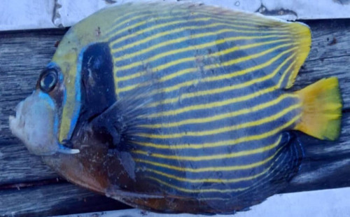 কুয়াকাটায় জালে ধরা পড়লো বিরল প্রজাতির অ্যাঞ্জেলফিশ 