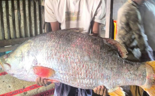 ৪২ হাজারে বিক্রি হলো ২৮ কেজির কোরাল 