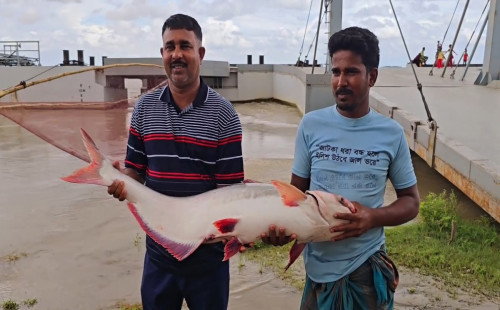 মানিকগঞ্জে পদ্মার এক পাঙ্গাসের দাম ৩৫ হাজার টাকা 
