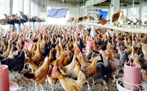 ৭ জেলায় মুরগির খামারে অ্যান্টিবায়োটিকের ভয়াবহ ব্যবহার 