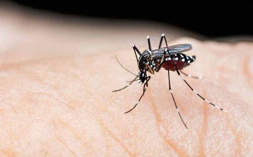 জলবায়ু পরিবর্তনে বাড়ছে ডেঙ্গু 