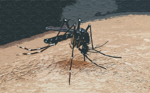 ডেঙ্গুতে আরও একজনের মৃত্যু, হাসপাতালে ভর্তি ৪৩০ 