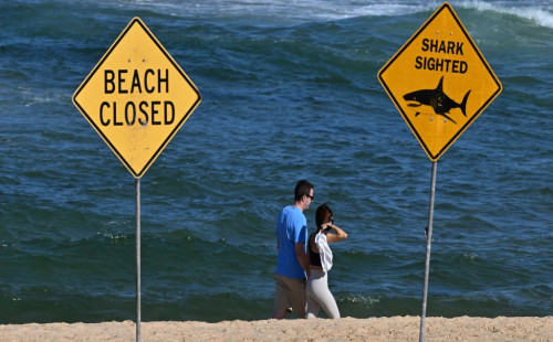 সিডনিতে হাঙরের আক্রমণে নিহত ১ 