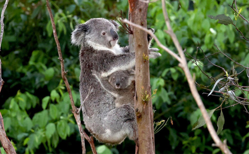 কোয়ালাদের আশ্রয়ে কাঠ কাটা বন্ধ 